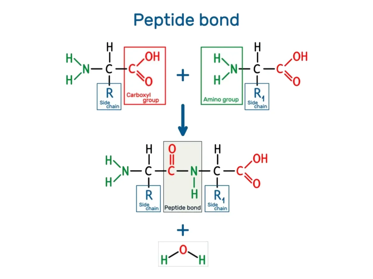 Obbligazioni di peptide: struttura e formazione spiegate