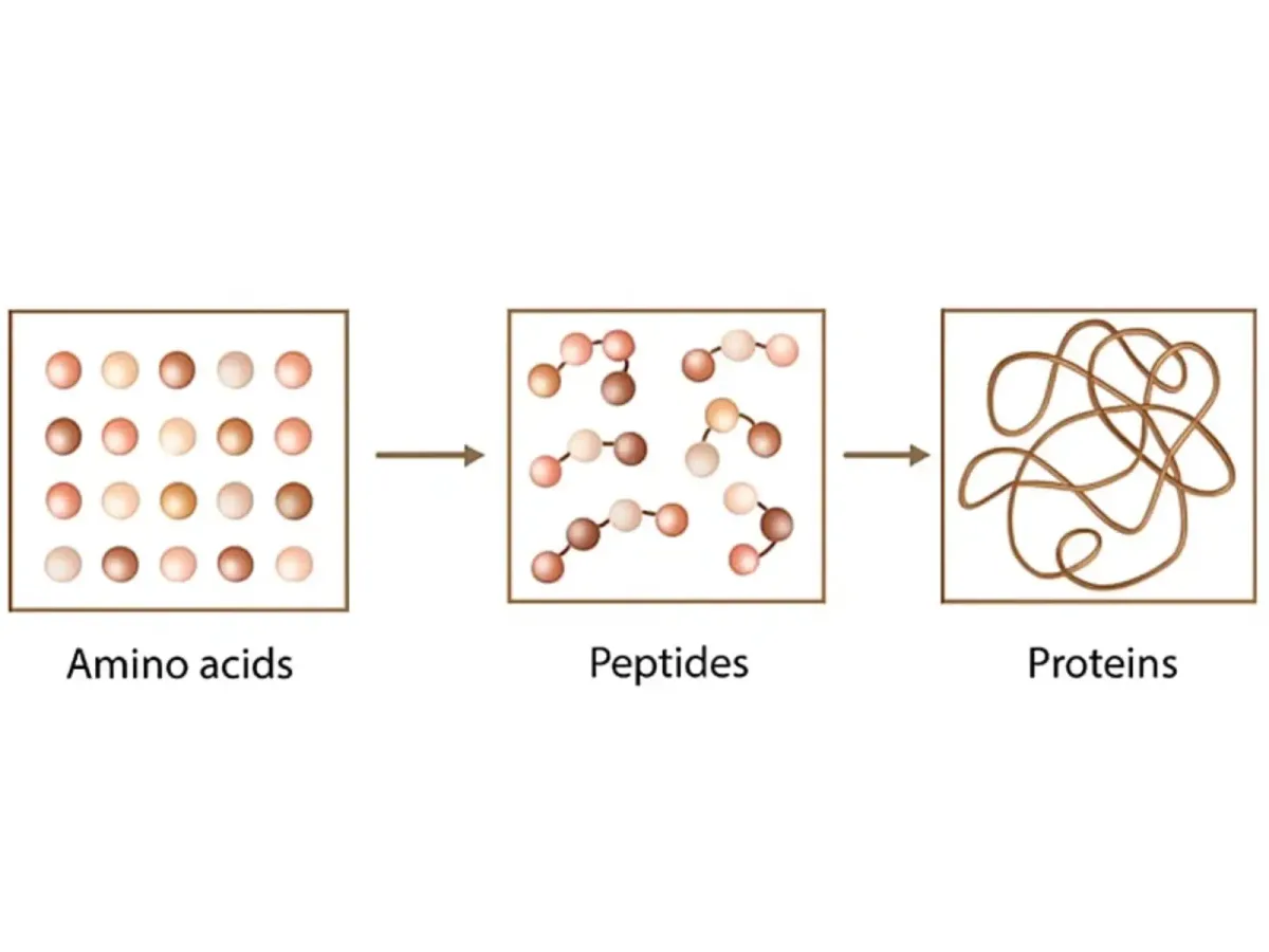 Peptidi e aminoacidi