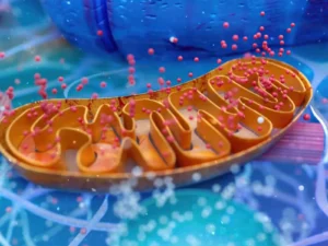 3D model of a mitochondrion with red particles