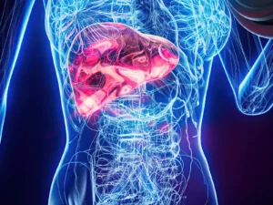 Internal view of the human liver.