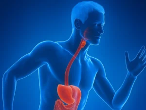 Anatomy of the human digestive system