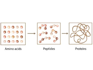 Diagram of amino acids, peptides, and proteins.