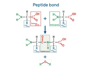 Diagram of peptide bond formation